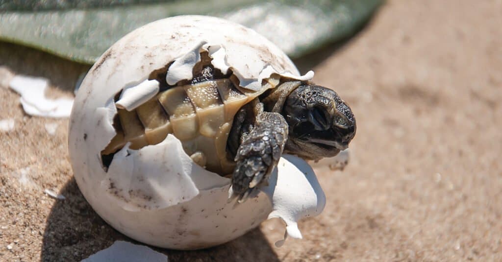 Baby turtle hatchling