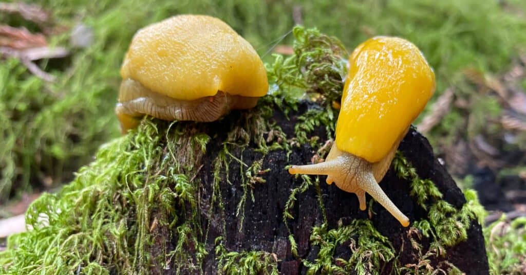 Yellow Animals – Banana Slug sitting on a rock covered in green moss.