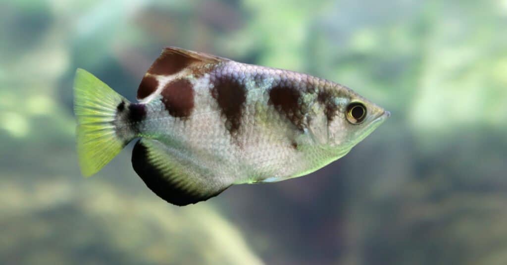 Animals that Eat Insects – Banded Archerfish