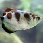 Archerfish