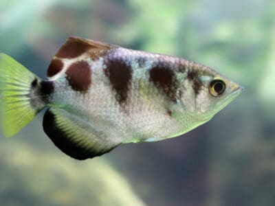 Archerfish Picture