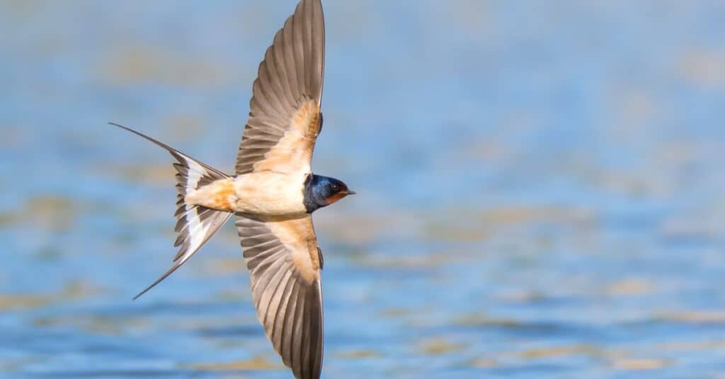 Barn swallow (Hirundo rustica) in flight over the lake.