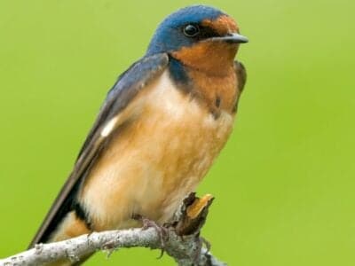 A Barn Swallow