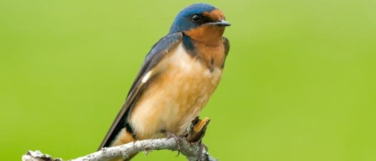 Barn Swallow perched on a dead branch.