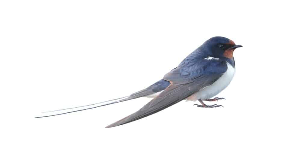 Swallow, Hirundo rustica, on a white background.