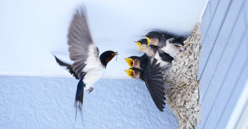 Sparrow vs Swallow