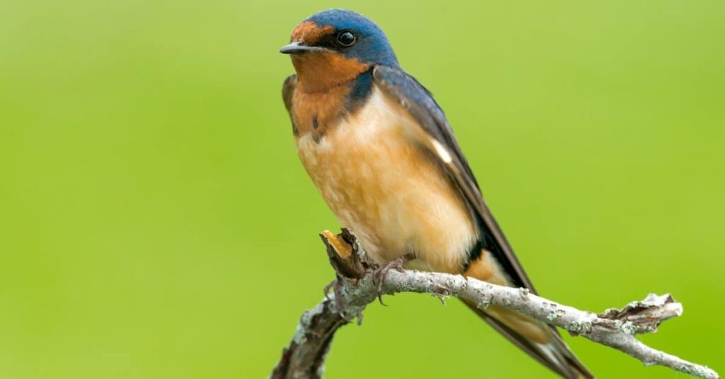 A Barn Swallow perched on a dead branch in Carden Alvar Provincial Park, Ontario, Canada.