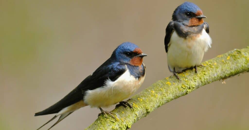 Two barn swallows (Hirundo rustica) sit on a branch.