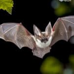 Bats use echolocation to hunt their prey.