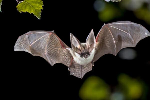 Bats use echolocation to hunt their prey.