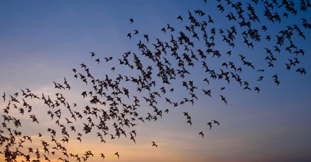 Animal Groups – Bats