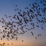 Their animal group goes by many different names, but bats travel in a colony, cloud, cauldron or camp.