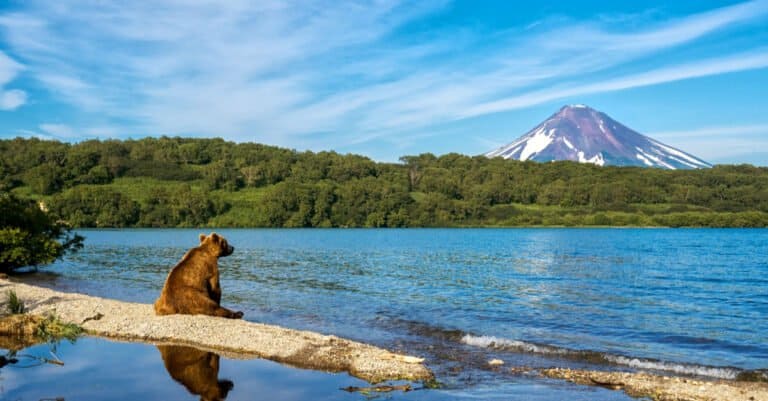 Animals that live near volcanoes – bear