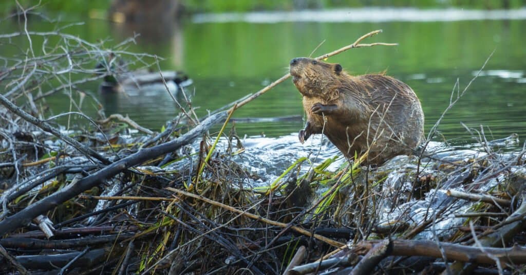 animals that build dams