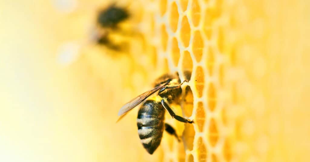 Animals that build things like humans – bees