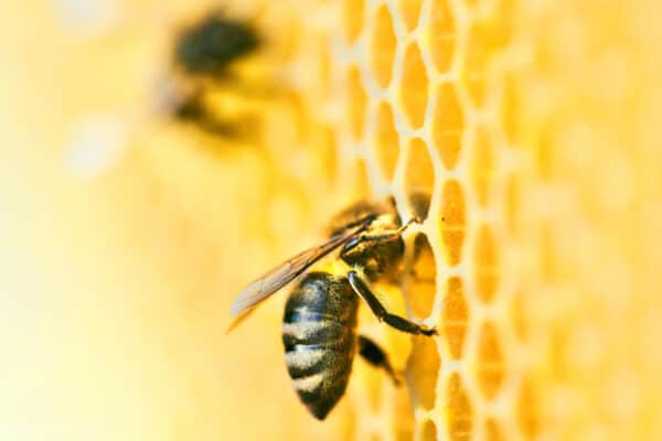 Though it might be tough to imagine the similarities between honeybees and humans, a lot of it comes down to social interaction.