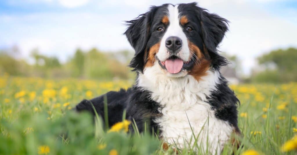 what are the biggest and hairiest dogs