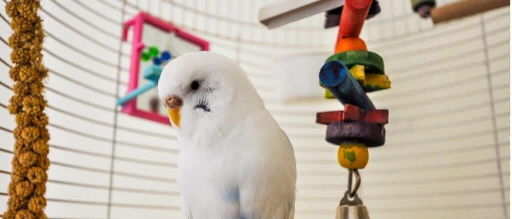 Best Bird Toys