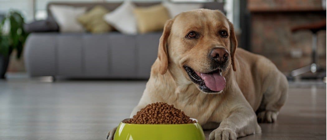 Best dog food to control outlet shedding