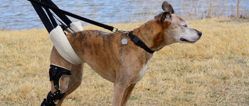 Best Dog Lift Harness