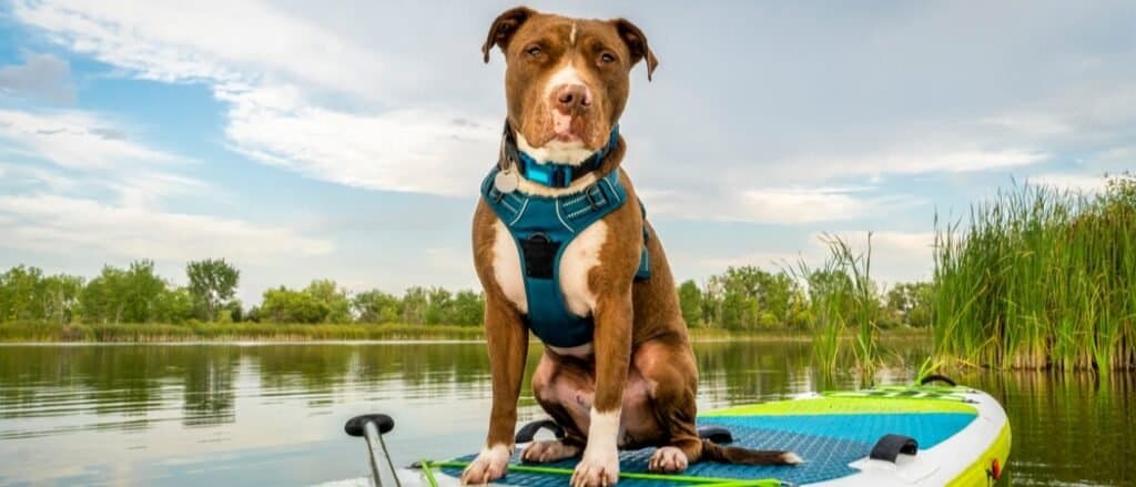 Best Lighted Dog Harness