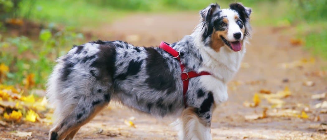 A dog wears a no-pull dog harness.