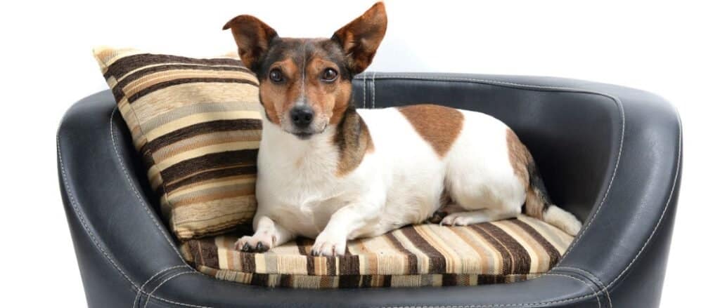Best Waterproof Dog Beds