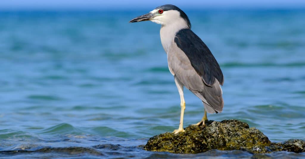 Animals that live near volcanoes – Black-crowned heron