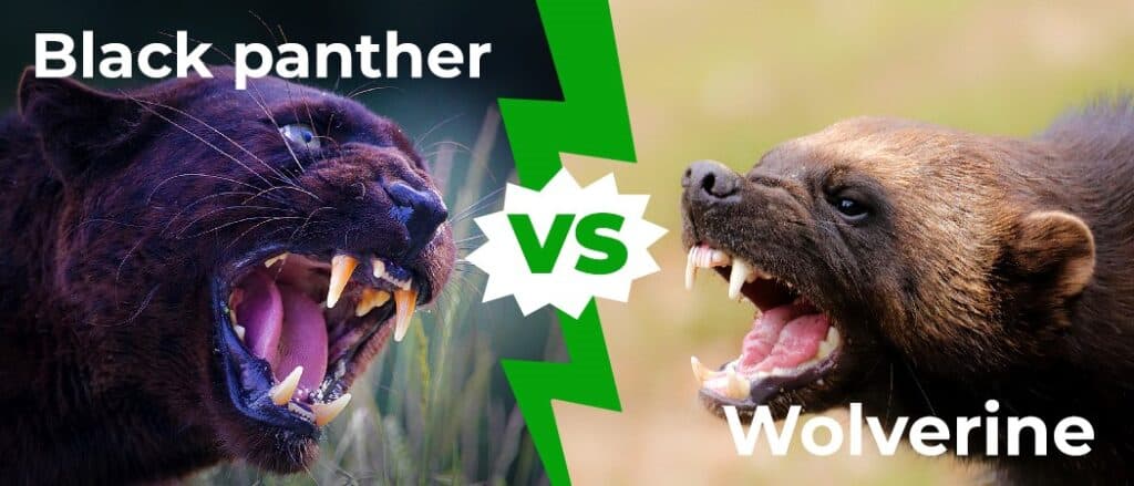 Black Panther vs Wolverine