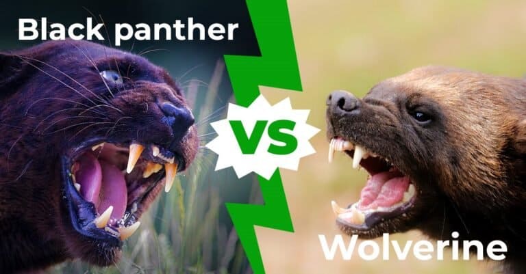 Black Panther vs Wolverine