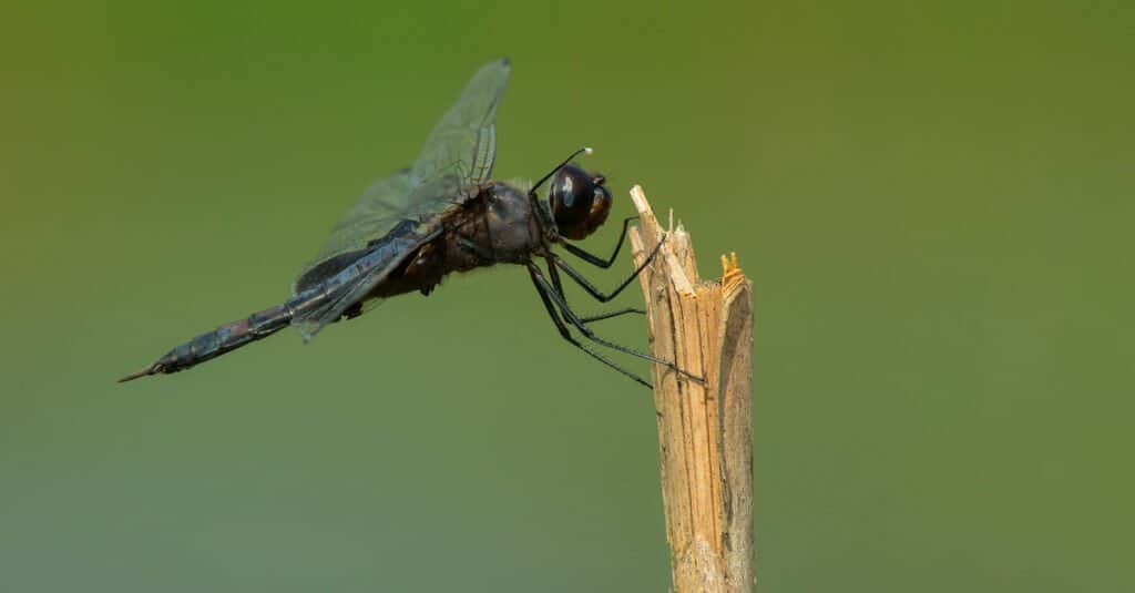 Black saddlebags skimmer - clinging to the wood