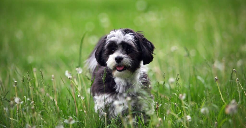 maltese shih tzu brown