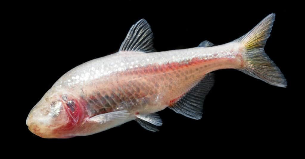 Animals that are blind – Mexican Tetra