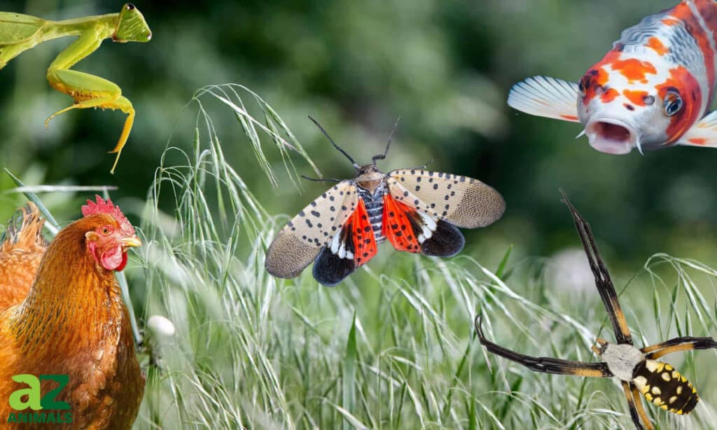 what eats spotted lanternflies