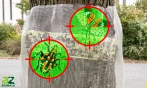 How to Build a Spotted Lanternfly Trap Picture