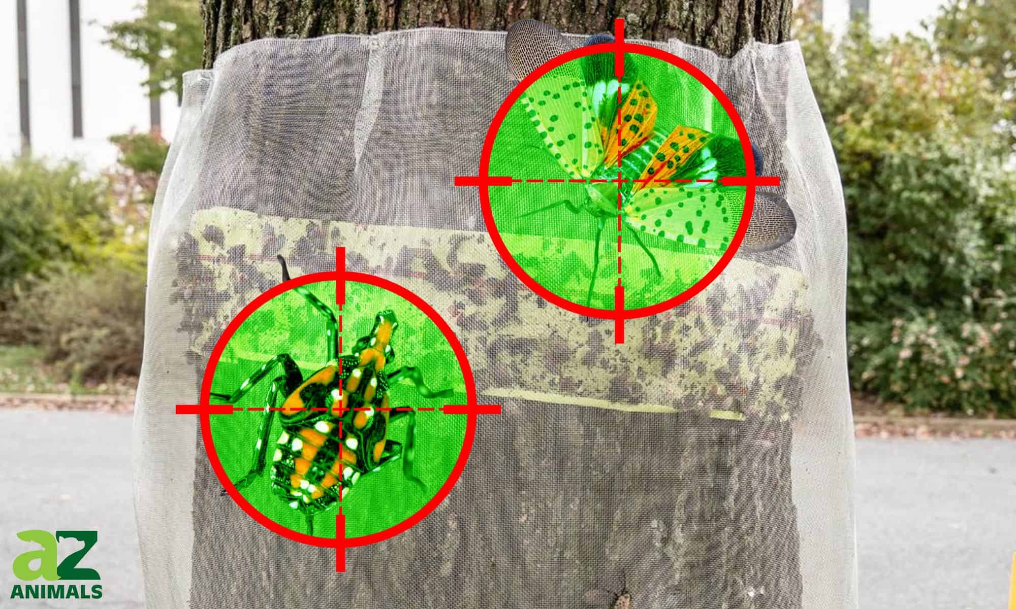how to trap spotted lanternflies