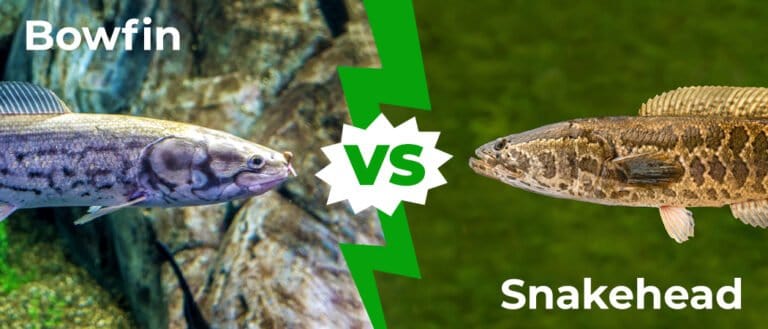 Bowfin vs Snakehead