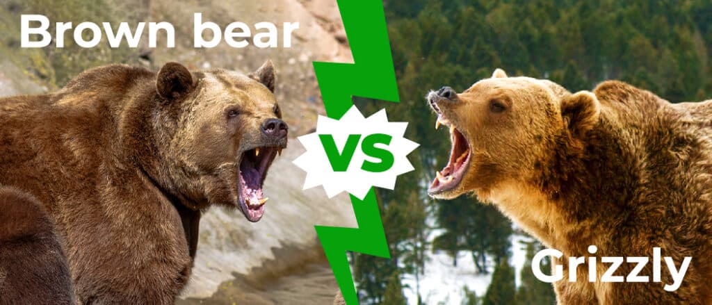 Brown Bear vs Grizzly