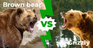 Brown Bear vs Grizzly Bear: 4 Key Differences Picture