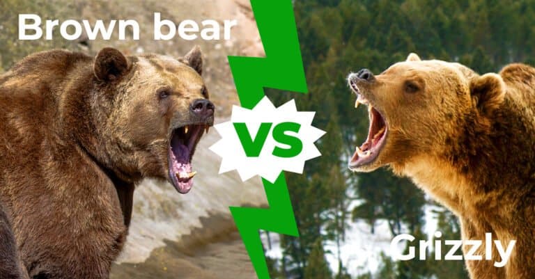 Brown Bear vs Grizzly