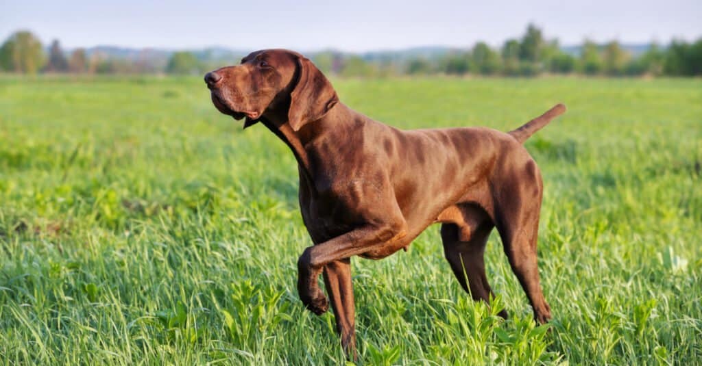 do german longhaired pointer shed