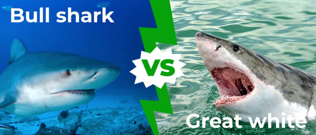 Bull Shark vs Great White