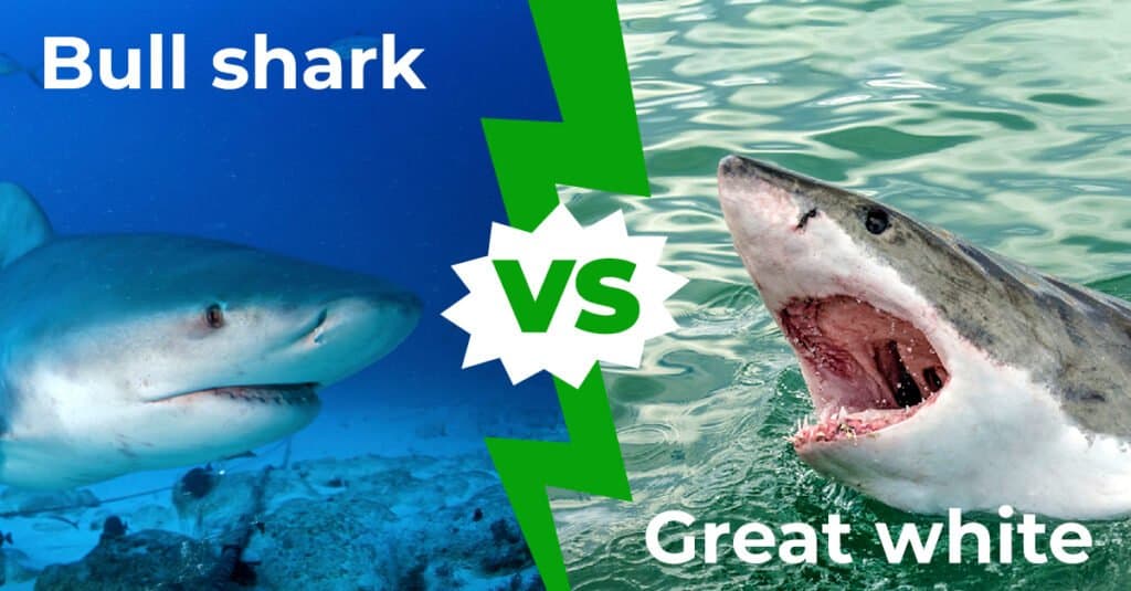 Bull Shark vs Great White