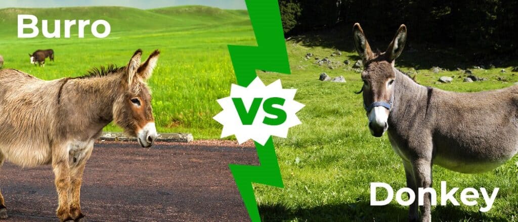 Burro vs Donkey