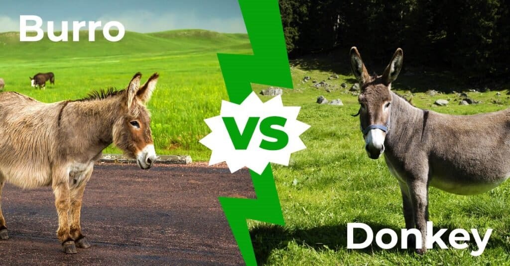 Burro vs Donkey