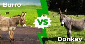 Burro vs Donkey – Is There a Difference? Picture