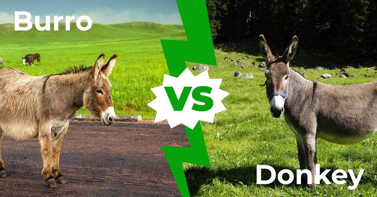 Diferencia entre burro y mulo