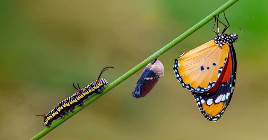 5 Animals That Go Through Metamorphosis & How They Do It - A-Z Animals