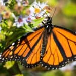 Monarch Butterfly sipping nectar from a flower. The brightly-hued wings of the Monarch Butterfly act as a “warning sign” to deter hungry predators, as these butterflies are poisonous.