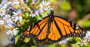Male vs Female Monarch: What are the Differences? Picture